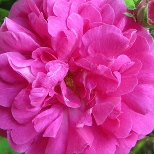 Intenzív illatú rózsa - Rózsa - Marbled Gallica - Online rózsa vásárlás